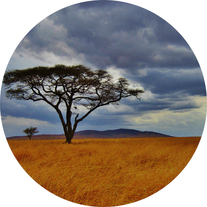 Tanzania Mbeya Peaberry